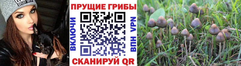 Псилоцибиновые грибы мицелий  Купить закладки  Куртамыш 
